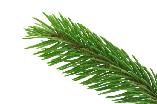 Pine fur tree branch isolated on white for Christmas decoration
