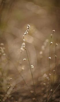 Field plant. Tenderness of nature