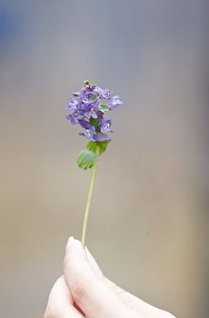 Field plant. Tenderness of nature