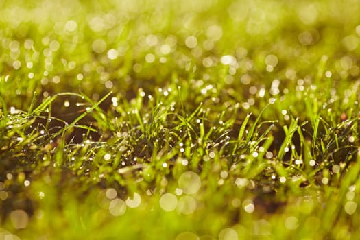 Morning dew on a grass. A lawn is in a park