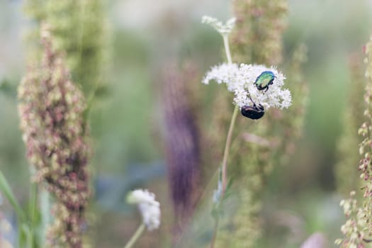 Big insect Beetle (green bug) on a flower.