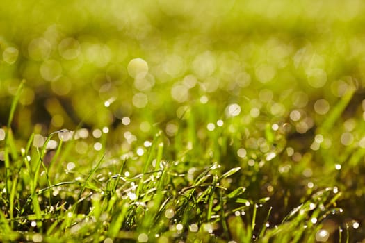 Morning dew on a grass. A lawn is in a park