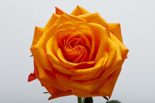 orange single rose isolated on white background