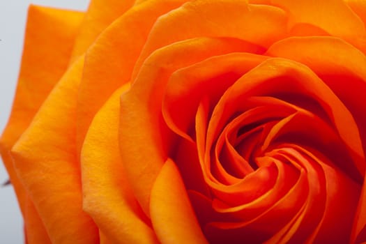 Close up image of single orange rose 