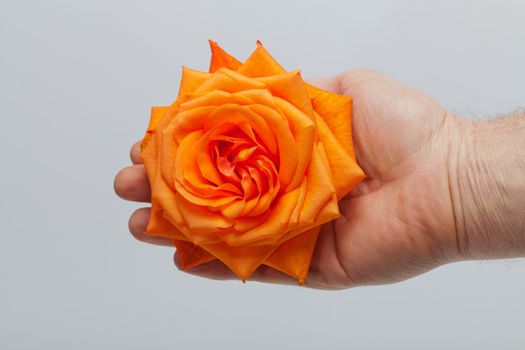 orange single rose isolated on white background