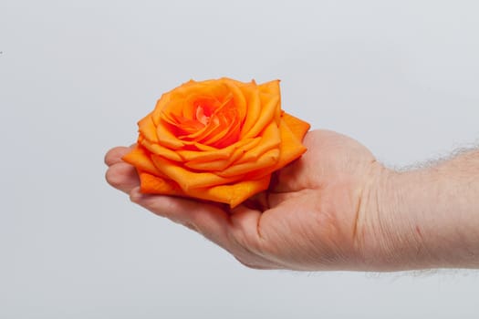 orange single rose isolated on white background