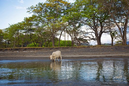 A wild cow crossing the river in Costa Rica