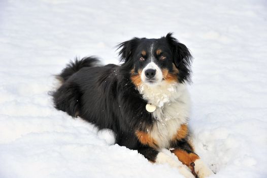 A dog (cross between a Border Collie and an Appenzell breed) lying in snow. Spyce for text on the snow.