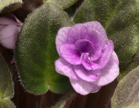 Violet flower and green leaves