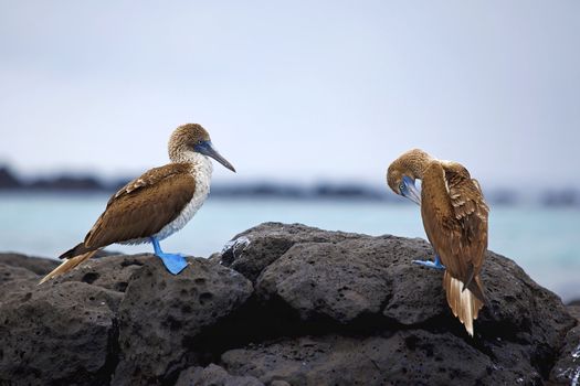 Blue footed boobies on the rocky coastline of Galapagos