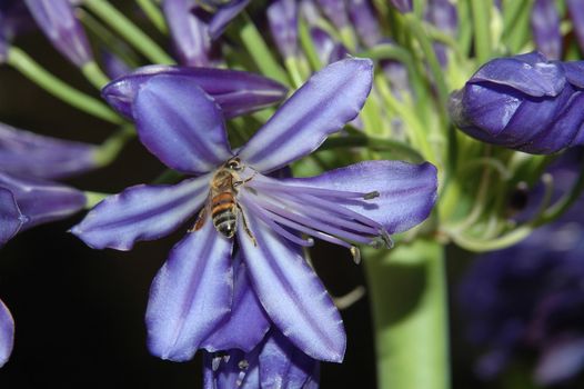 Bee on the flower of Agapanthus africanus 