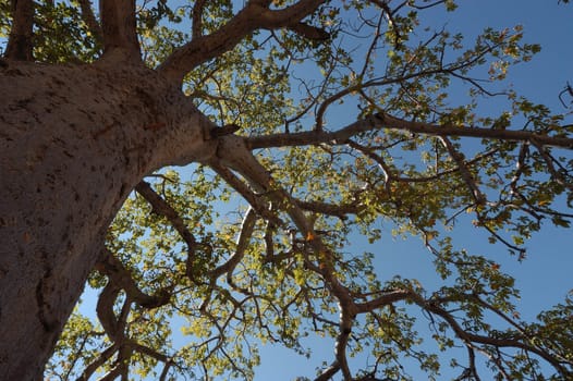 Baobab tree branches against the blue sky      