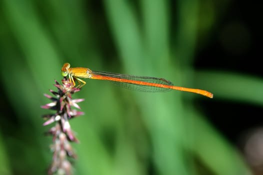 Common pond damselfly, Ceriagrion glabrum at Nylsvley in South Africa