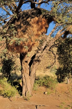 Camelthorn Tree with Sociable Weaver community nest