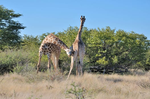 Head butting Giraffes in the Etosha National Park, Namibia