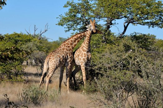 Necking Giraffes in the Etosha National Park, Namibia