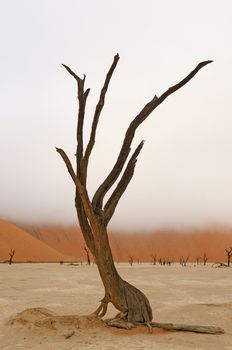 Tree skeleton at Deadvlei near Sossusvlei, Namibia