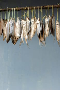 milkfish is being hung in the drying process