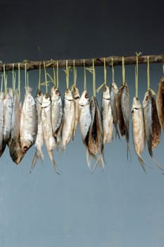 milkfish is being hung in the drying process