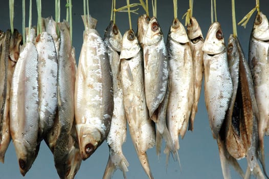 milkfish is being hung in the drying process