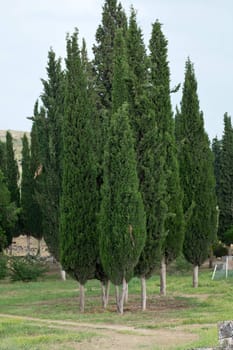 Idyllic landscape with  cypress
