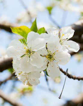 Beautiful white cherry tree blossom close-up