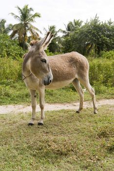 Donkey turn back on a tropical road