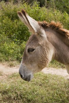 Headshot of a sad donkey