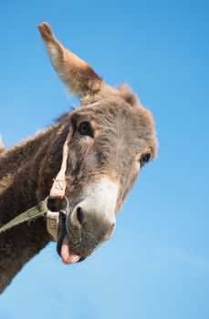 Amusing donkey puts out a tongue .