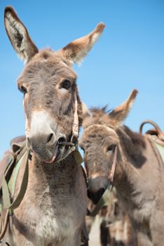 A few donkeys tired from an exhausting heat