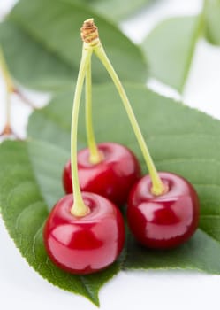 Three cherry on a petal isolated on white background