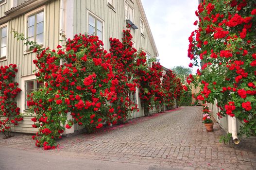 Alley of roses in a medieval town