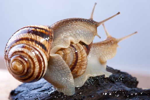 Shellfish, snail by CU on a background