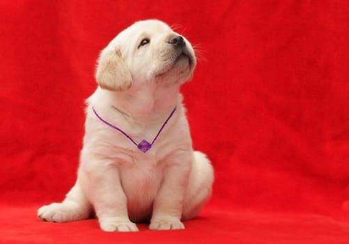 happy yellow labrador puppy portrait