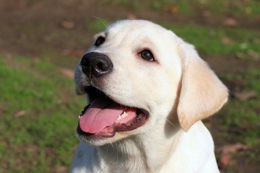 happy yellow labrador puppy portrait