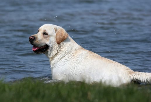 yellow labrador swimming at the lake