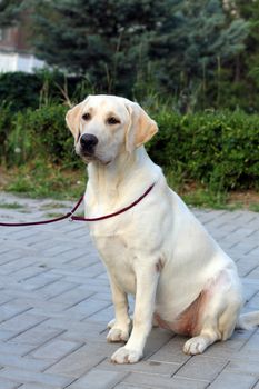 A young yellow labrador bitch sitting and looking at you