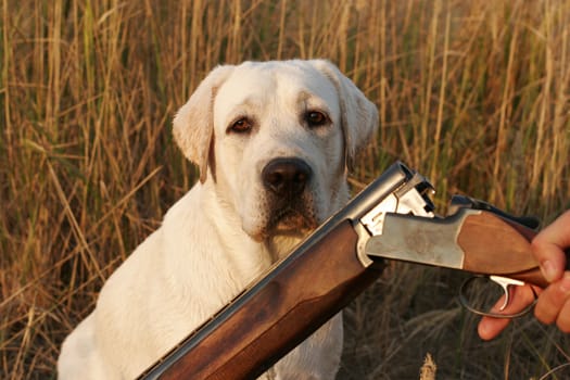 A hunting yellow labrador and a gun