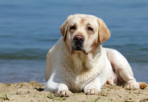 yellow labrador laying at the beach at the sea