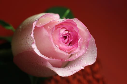 romantic pink rose at the darkred background