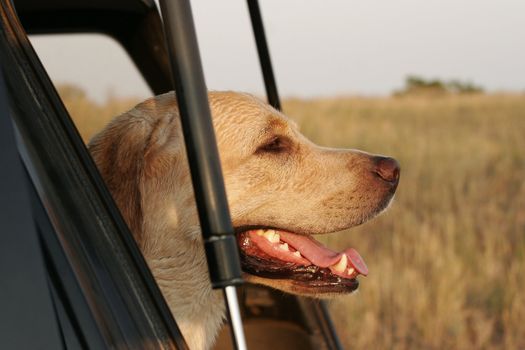 A yellow labrador sitting in the car and looking at the field