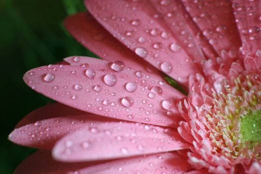 Part pf Pink Gerbera Daisy on Black Background with water drops