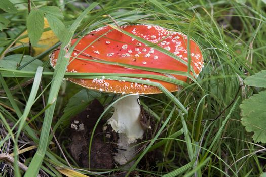 Poisonous mushroom a red fly agaric