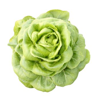 close-up of hydroponics vegetable on white background