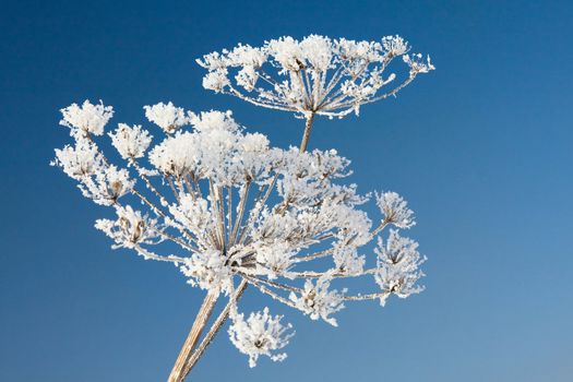 Frozen flower on a background of the blue sky
