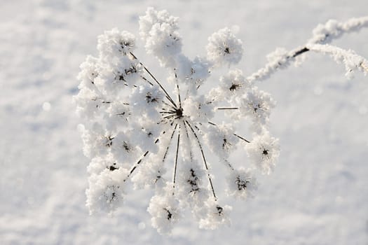 Frozen flower on a dim background
