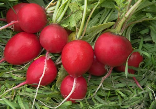 Red garden radish on a white background