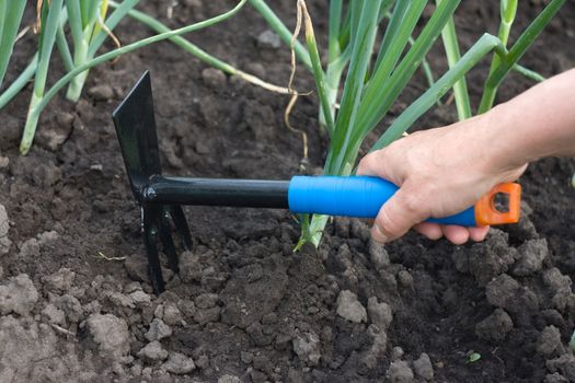 The hand holding the gardening tool
