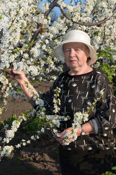 Portrait of the elderly woman on a background blossoming plums