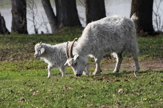 White goat and kid are grazed on a meadow